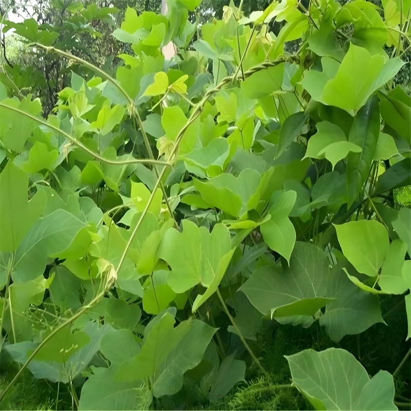 1757829812630460.jpg 野生葛根藤圖.jpg