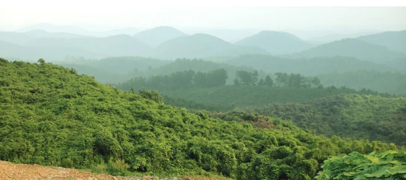 1766365839624582.png 漫山遍野的野生葛根.png