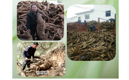 一勺野生葛根粉里的「古今對(duì)話」，從古籍記載到現(xiàn)代餐桌的清涼傳承