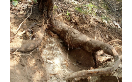 葛根粉：認(rèn)準(zhǔn) 10 年黃金期，拒絕 “年份噱頭”