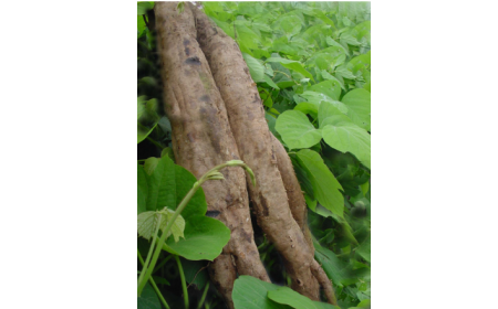 吃了這么多年的野生葛根粉，你吃對(duì)了嗎？