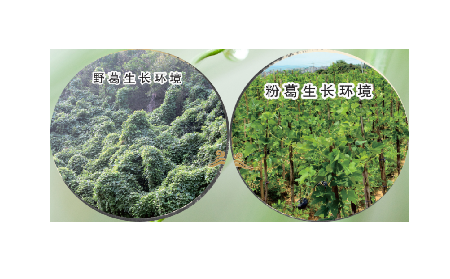 高學(xué)歷養(yǎng)生黨親測：這款雙有機野生葛根粉，憑什么成日常優(yōu)選？?