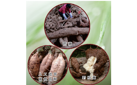 買葛粉是買野生的好？還是野生有機的好？