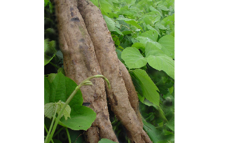 長(zhǎng)期吃葛粉是養(yǎng)生還是傷身？科學(xué)解讀它的三大益處，讓你吃得更明白！