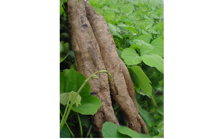 正宗的野生葛根粉，本質(zhì)是淀粉嗎？探秘千年本草中的自然饋贈