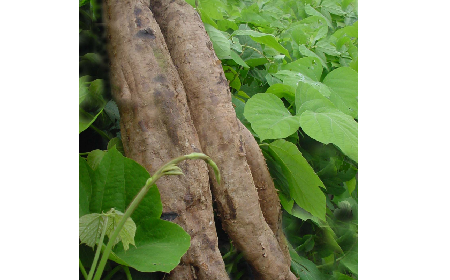 葛粉是什么？解鎖這份藏著千年文化與養(yǎng)生智慧的天然食材