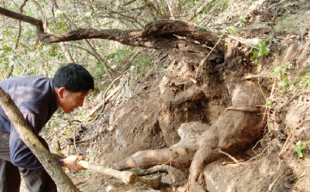 深山藏珍，二月風(fēng)正在大量收購寒冬野生葛根