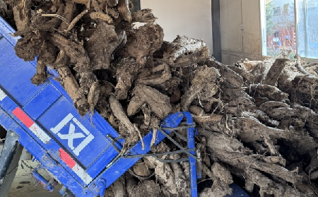 霜降采葛正當(dāng)時！二月風(fēng)大量收購霜降葛根，以匠心護(hù)品質(zhì)、以產(chǎn)業(yè)助增收