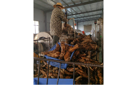 野生葛粉加工正當時，二月風匠心傳承好味道